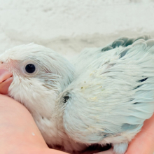 涼しげカラーで爽やかに🐣🎐🫧オキナインコ(ブルーパリドオパーリン) ヒナ