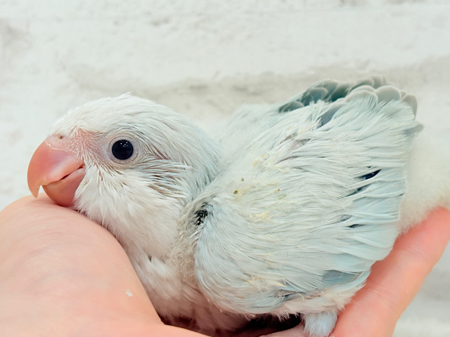 涼しげカラーで爽やかに🐣🎐🫧オキナインコ(ブルーパリドオパーリン) ヒナ