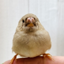 もちもちもっちゅりん🧡ジャンボキンカ鳥（フォーン）