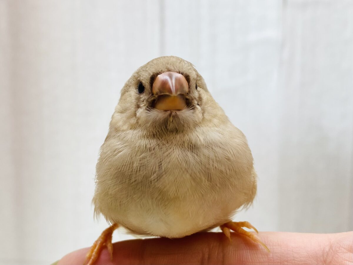 もちもちもっちゅりん🧡ジャンボキンカ鳥（フォーン）