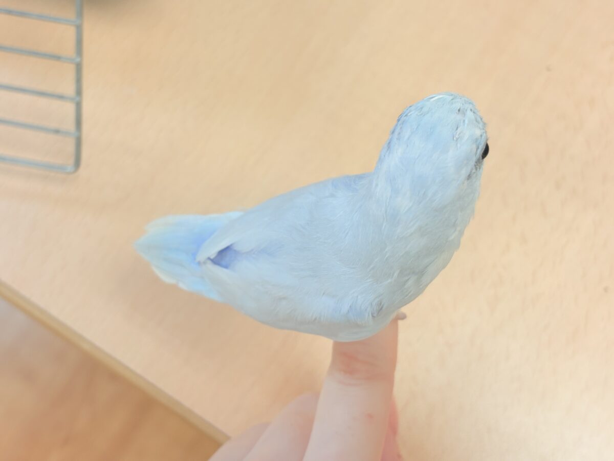 透明感たっぷりの小さな子🐥🫧マメルリハ(アメリカンホワイト) 男の子 マメルリハ