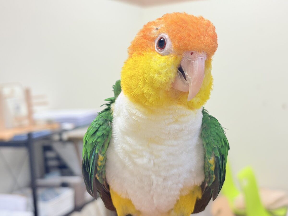 【最新画像】好奇心旺盛‼️やってきたぜ‼️✨️シロハラインコ(女の子) シロハラインコ