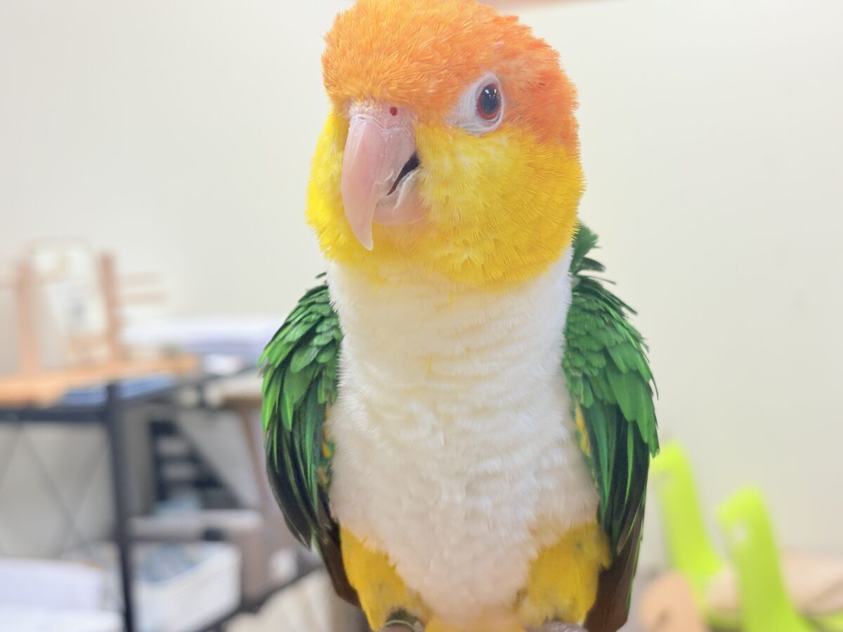 【最新画像】好奇心旺盛‼️やってきたぜ‼️✨️シロハラインコ(女の子) シロハラインコ