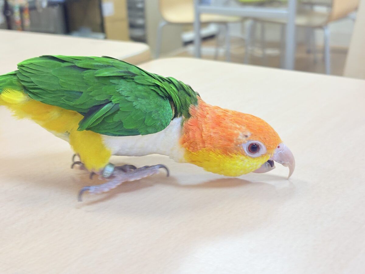 【最新画像】好奇心旺盛‼️やってきたぜ‼️✨️シロハラインコ(女の子) シロハラインコ