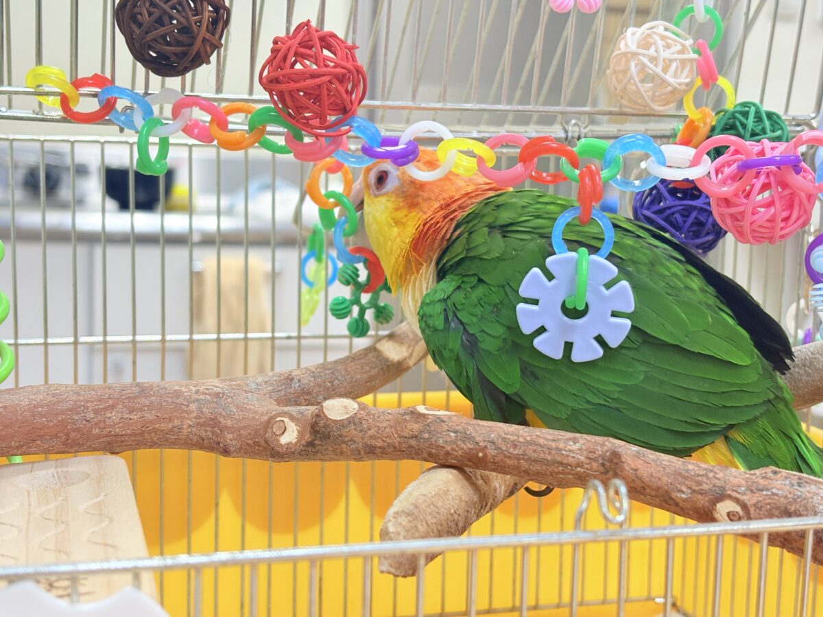 【最新画像】好奇心旺盛‼️やってきたぜ‼️✨️シロハラインコ(女の子) シロハラインコ