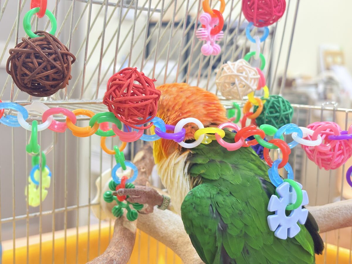 【最新画像】好奇心旺盛‼️やってきたぜ‼️✨️シロハラインコ(女の子) シロハラインコ