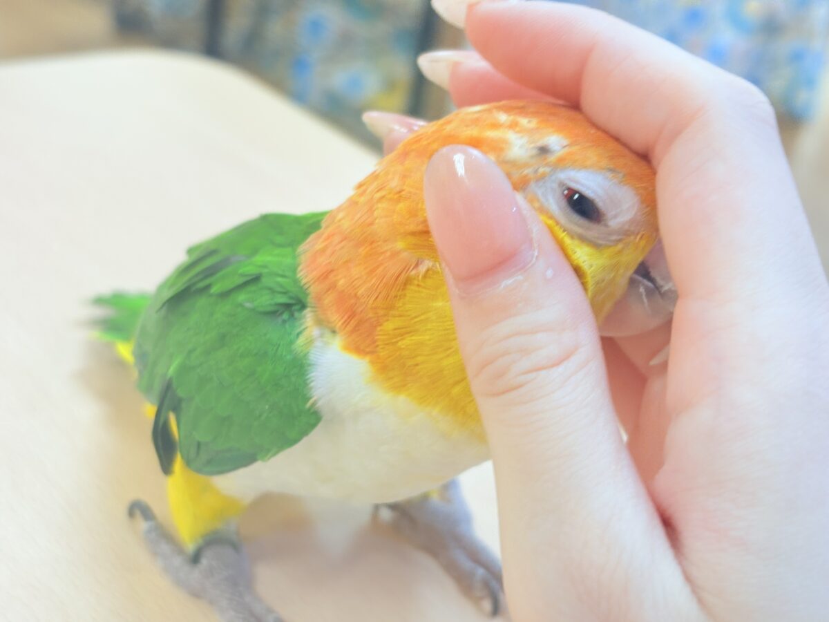【最新画像】好奇心旺盛‼️やってきたぜ‼️✨️シロハラインコ(女の子) シロハラインコ