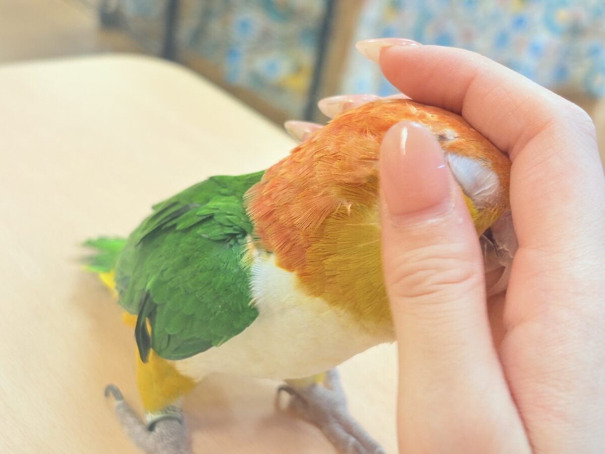 【最新画像】好奇心旺盛‼️やってきたぜ‼️✨️シロハラインコ(女の子) シロハラインコ