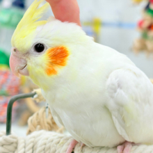可愛いお顔に釘付け♡オカメインコ(ルチノー)
