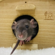 するっとスマート❓真っ黒さんなファンシーラット🐭🧀