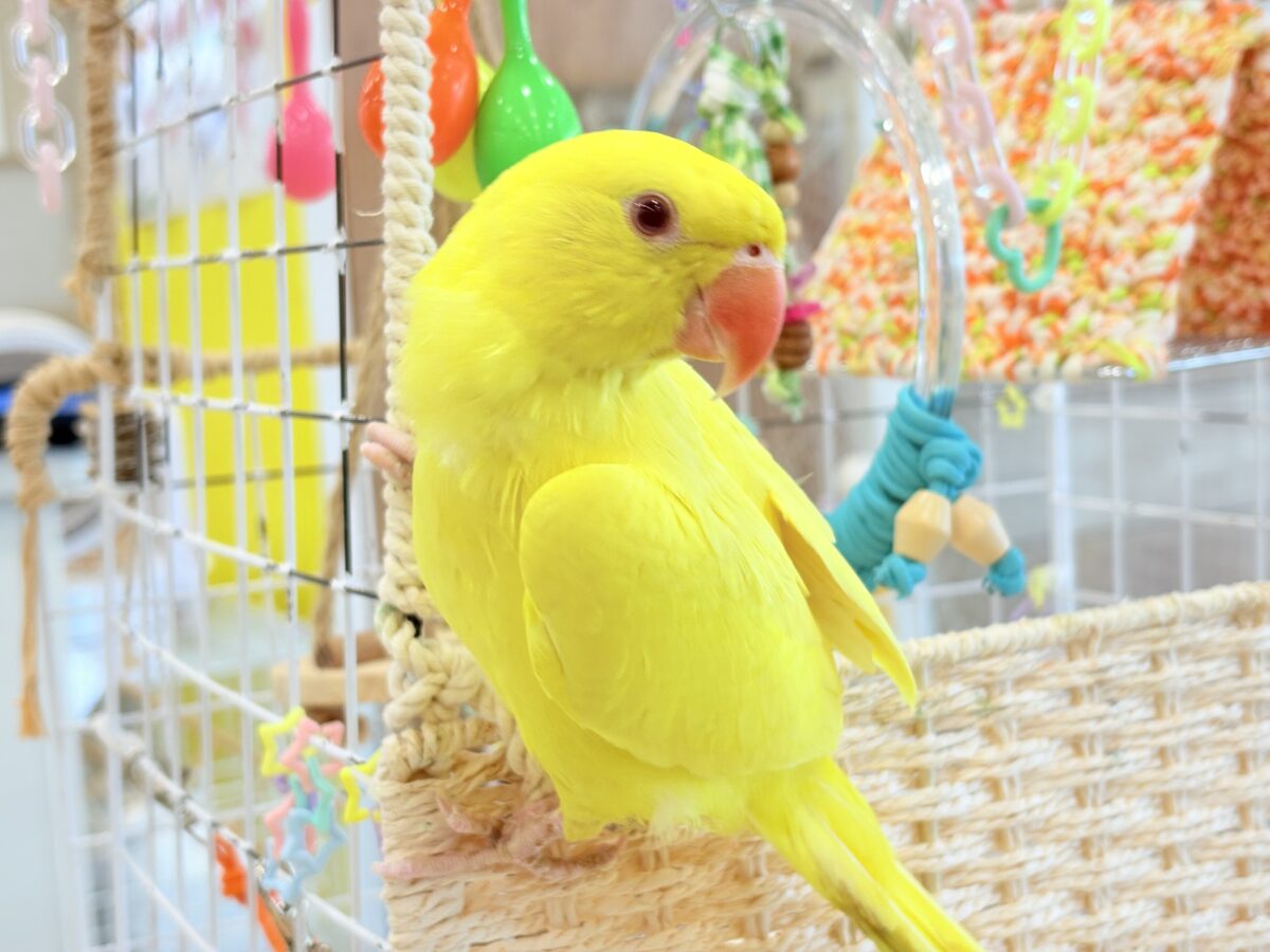 【最新画像更新🪄ひとり餌になりました☆】千葉店初🌟みんなをメロメロにさせちゃうゾ🐥🪇ワカケホンセイインコ(ルチノー) ヒナ ワカケホンセイインコ(月の輪インコ)