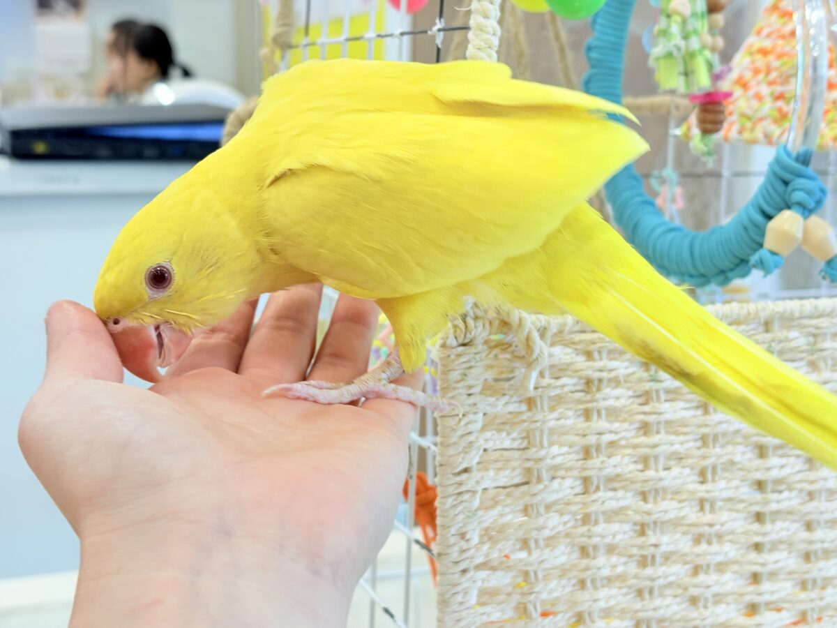 ワカケホンセイインコ（月の輪インコ）