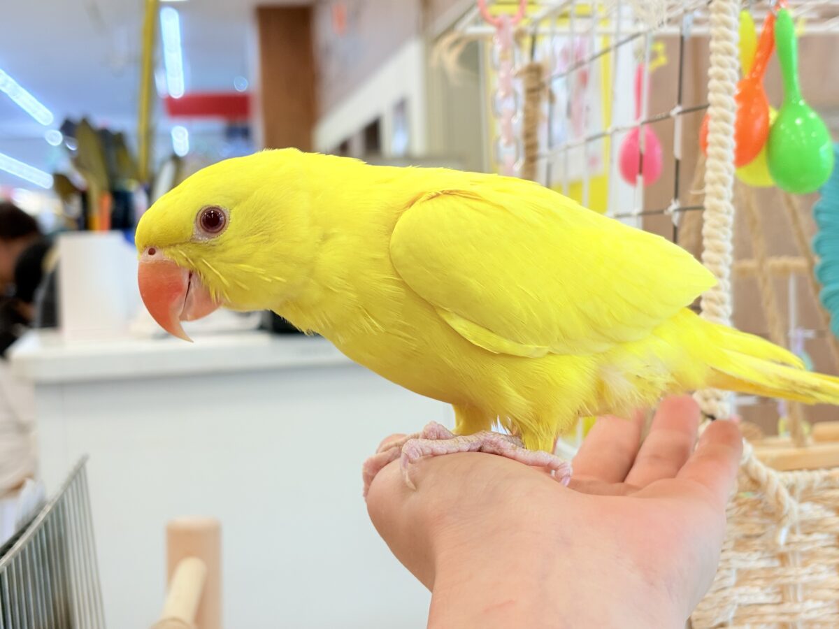 【最新画像更新🪄ひとり餌になりました☆】千葉店初🌟みんなをメロメロにさせちゃうゾ🐥🪇ワカケホンセイインコ(ルチノー) ヒナ ワカケホンセイインコ(月の輪インコ)