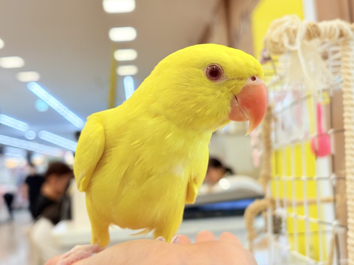 【最新画像更新🪄ひとり餌になりました☆】千葉店初🌟みんなをメロメロにさせちゃうゾ🐥🪇ワカケホンセイインコ(ルチノー) ヒナ ワカケホンセイインコ(月の輪インコ)