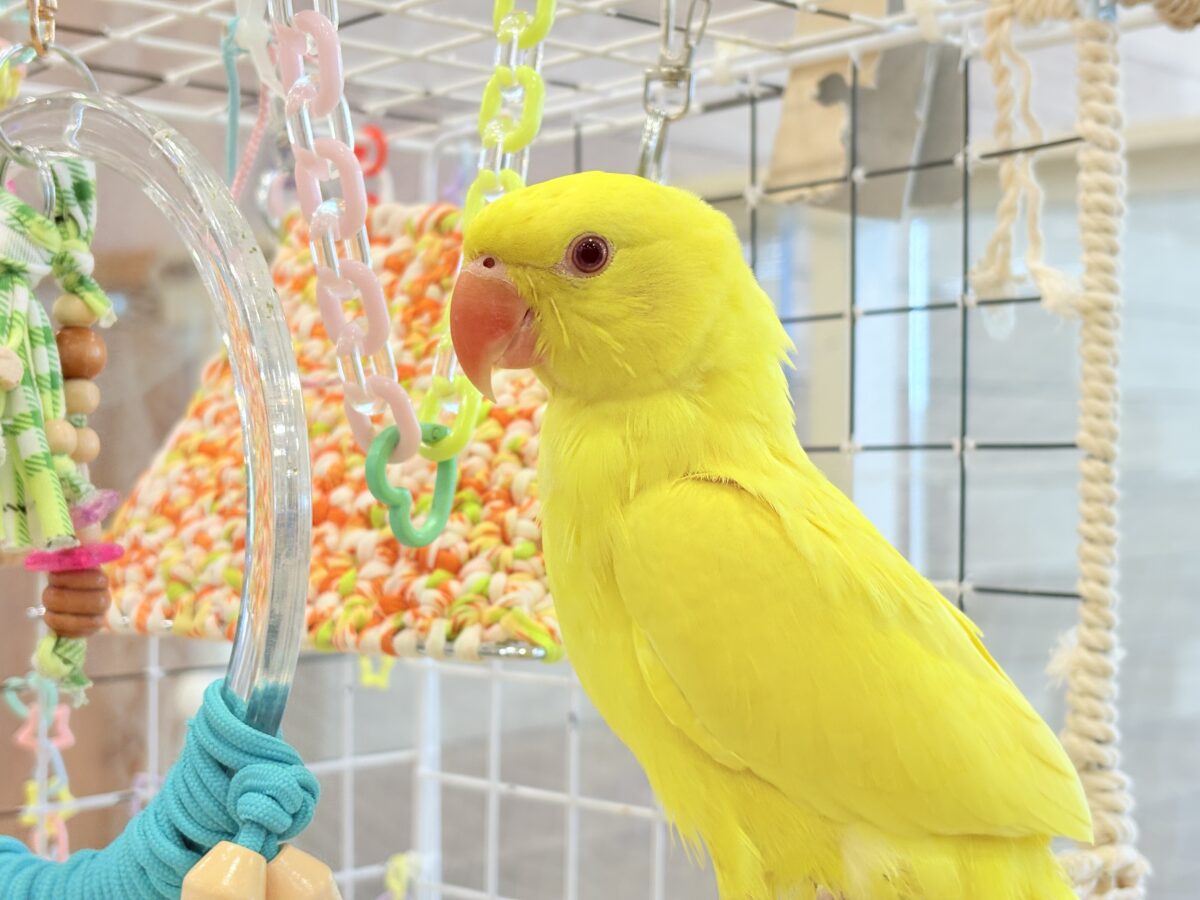 【最新画像更新🪄ひとり餌になりました☆】千葉店初🌟みんなをメロメロにさせちゃうゾ🐥🪇ワカケホンセイインコ(ルチノー) ヒナ ワカケホンセイインコ(月の輪インコ)