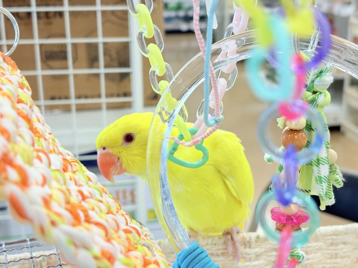 【最新画像更新🪄ひとり餌になりました☆】千葉店初🌟みんなをメロメロにさせちゃうゾ🐥🪇ワカケホンセイインコ(ルチノー) ヒナ ワカケホンセイインコ(月の輪インコ)