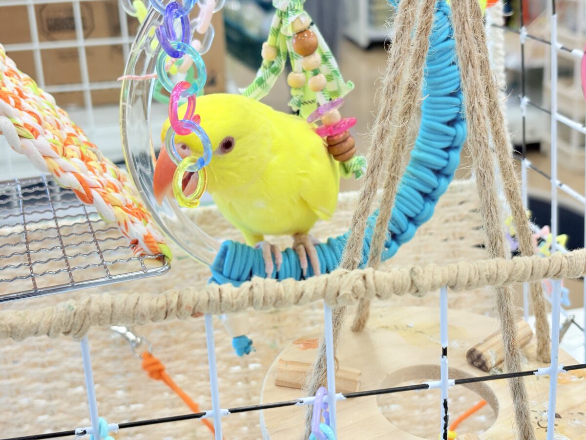 ワカケホンセイインコ（月の輪インコ）