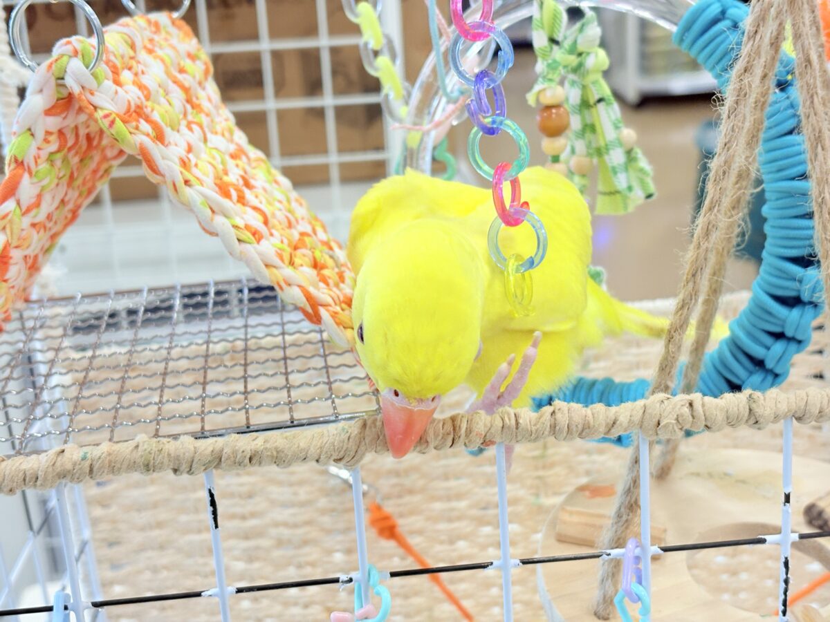 ワカケホンセイインコ（月の輪インコ）