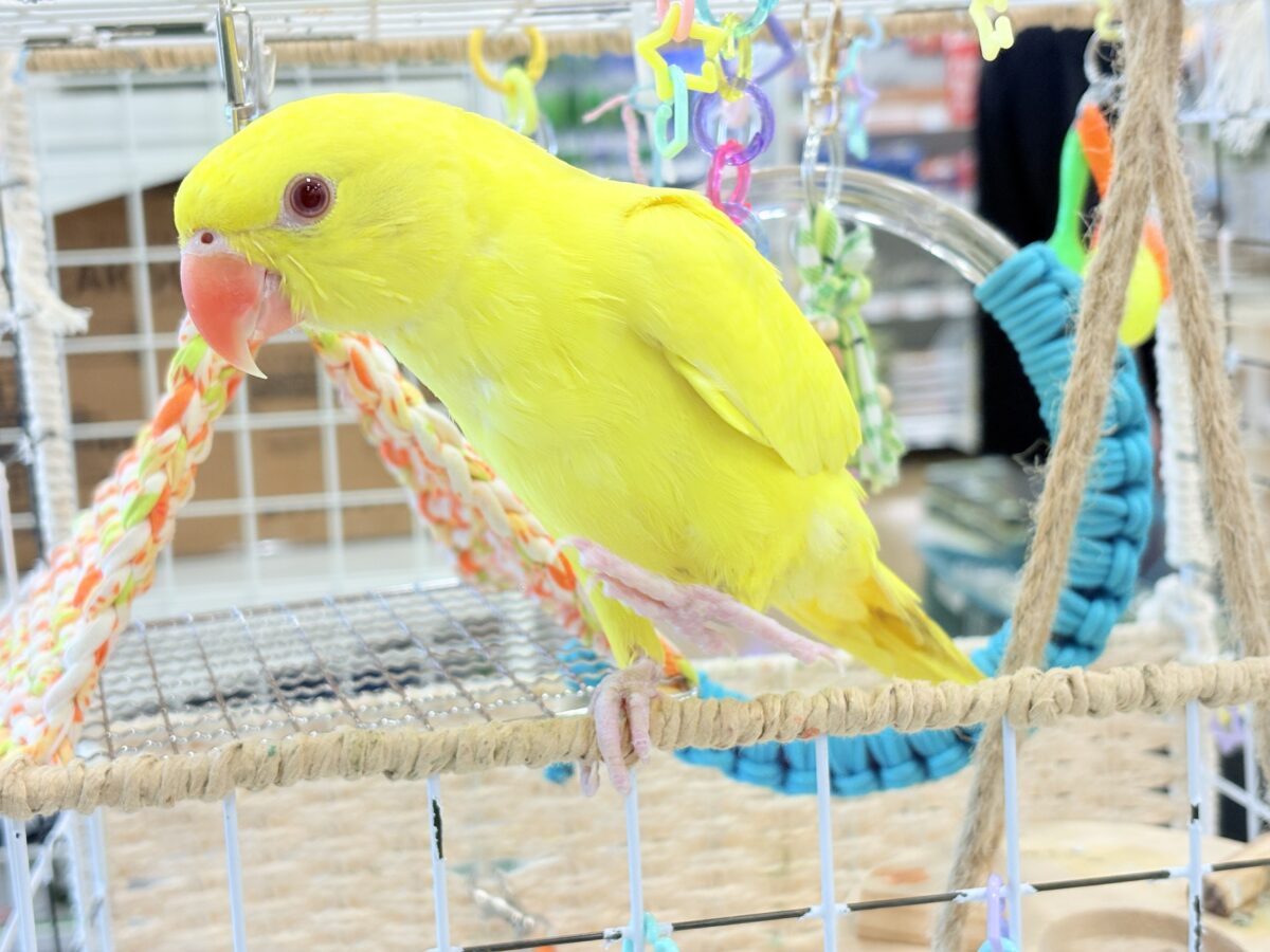 ワカケホンセイインコ（月の輪インコ）