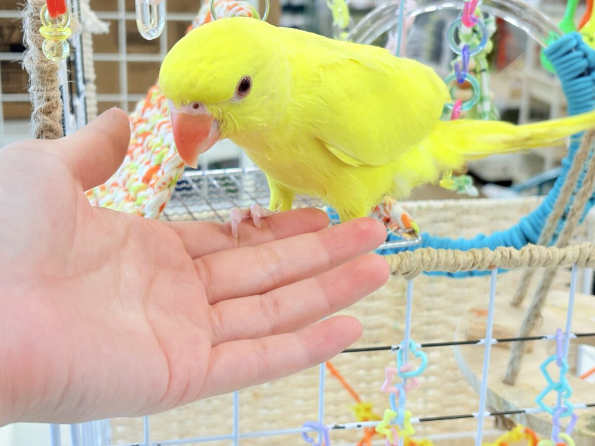 【最新画像更新🪄ひとり餌になりました☆】千葉店初🌟みんなをメロメロにさせちゃうゾ🐥🪇ワカケホンセイインコ(ルチノー) ヒナ ワカケホンセイインコ(月の輪インコ)