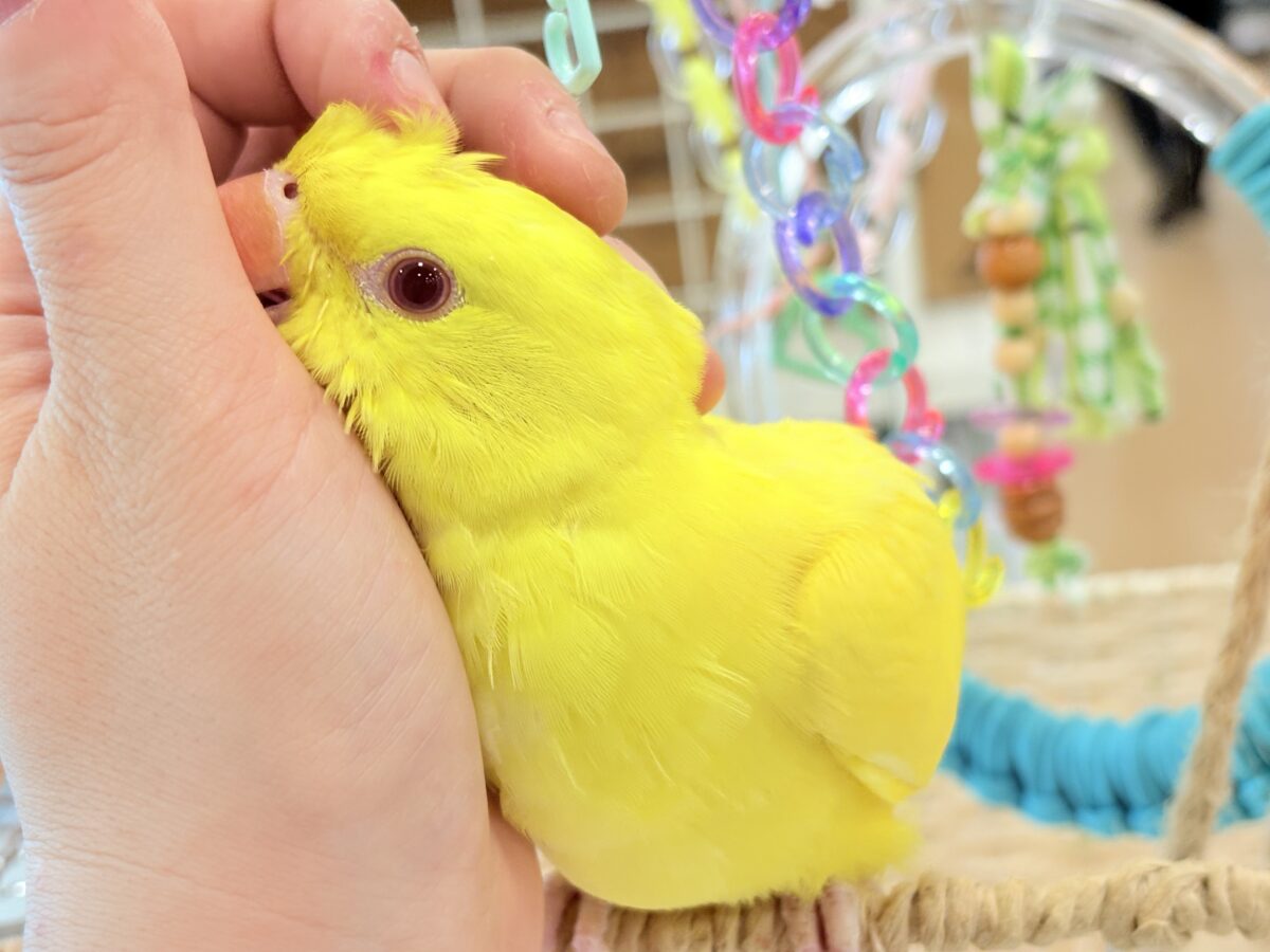 【最新画像更新🪄ひとり餌になりました☆】千葉店初🌟みんなをメロメロにさせちゃうゾ🐥🪇ワカケホンセイインコ(ルチノー) ヒナ ワカケホンセイインコ(月の輪インコ)
