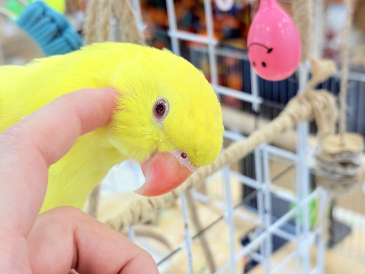 【最新画像更新🪄ひとり餌になりました☆】千葉店初🌟みんなをメロメロにさせちゃうゾ🐥🪇ワカケホンセイインコ(ルチノー) ヒナ ワカケホンセイインコ(月の輪インコ)