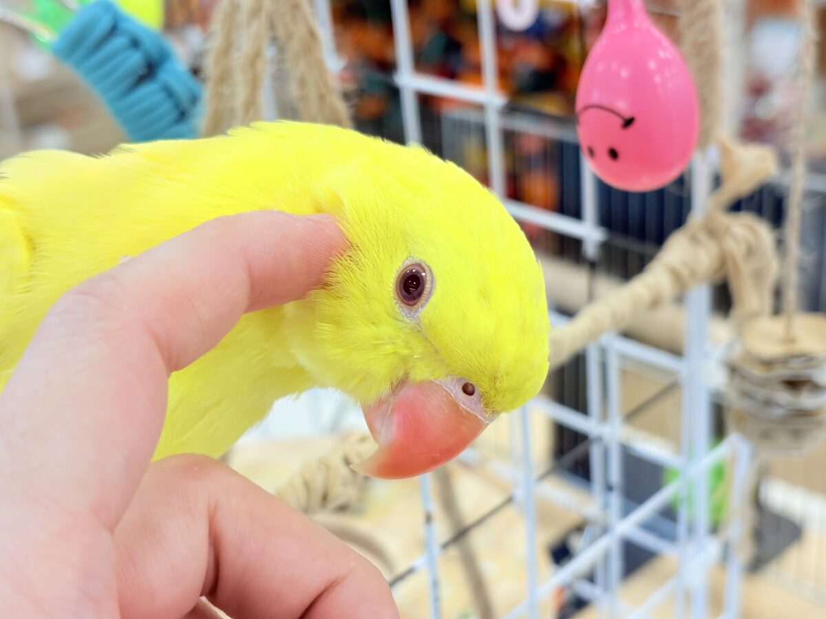ワカケホンセイインコ（月の輪インコ）