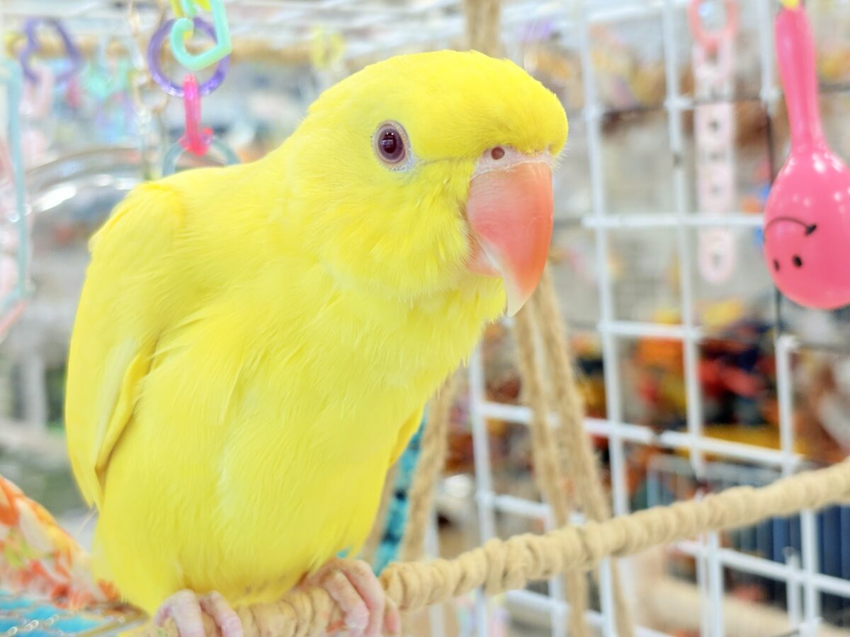 【最新画像更新🪄ひとり餌になりました☆】千葉店初🌟みんなをメロメロにさせちゃうゾ🐥🪇ワカケホンセイインコ(ルチノー) ヒナ ワカケホンセイインコ(月の輪インコ)