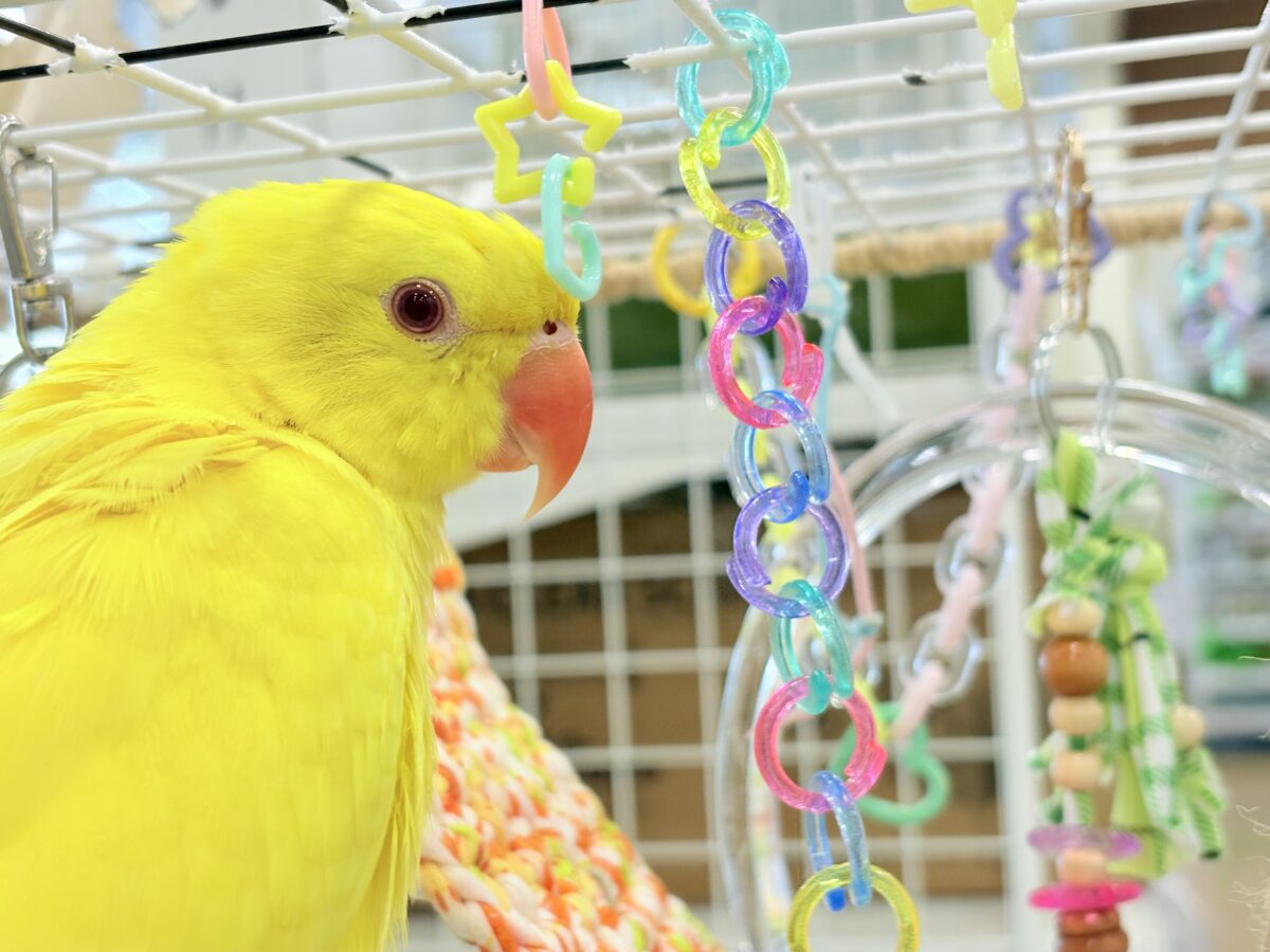 ワカケホンセイインコ（月の輪インコ）