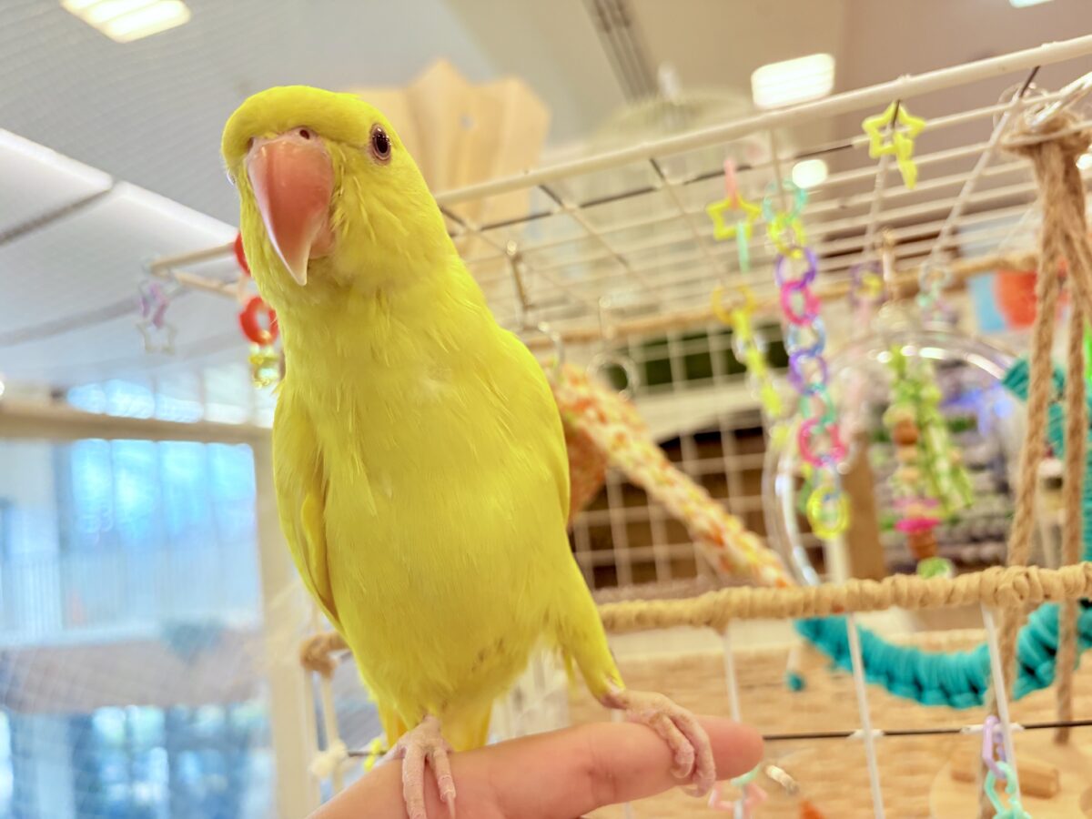 ワカケホンセイインコ（月の輪インコ）
