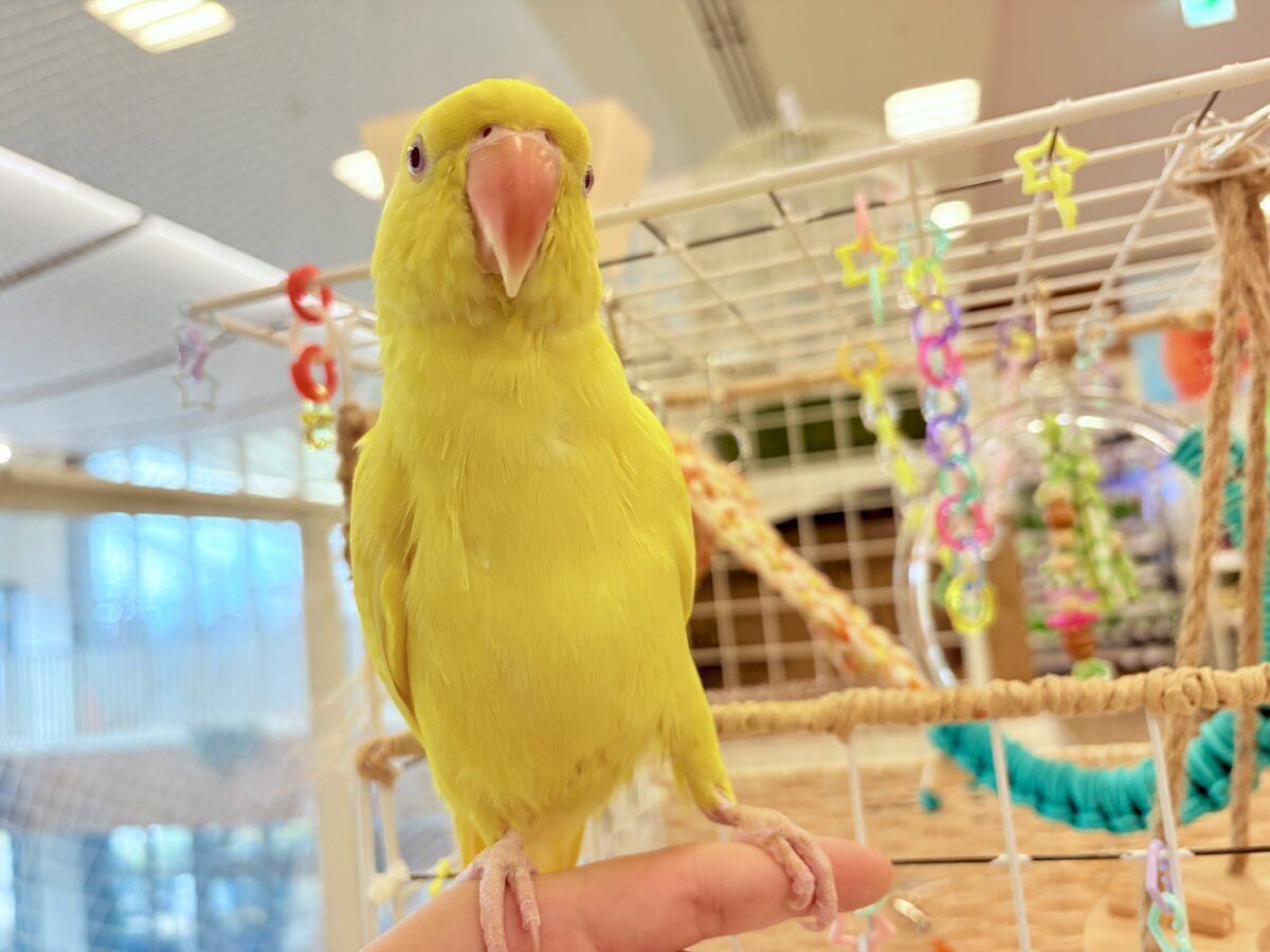 【最新画像更新🪄ひとり餌になりました☆】千葉店初🌟みんなをメロメロにさせちゃうゾ🐥🪇ワカケホンセイインコ(ルチノー) ヒナ ワカケホンセイインコ(月の輪インコ)