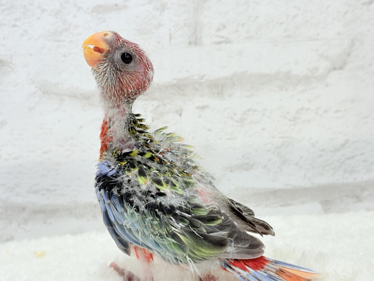ナナクサインコ（七草インコ）