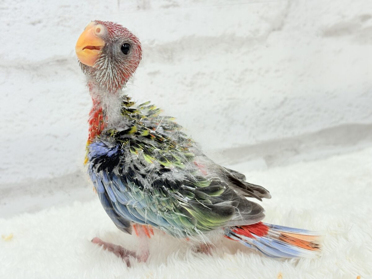 ナナクサインコ（七草インコ）