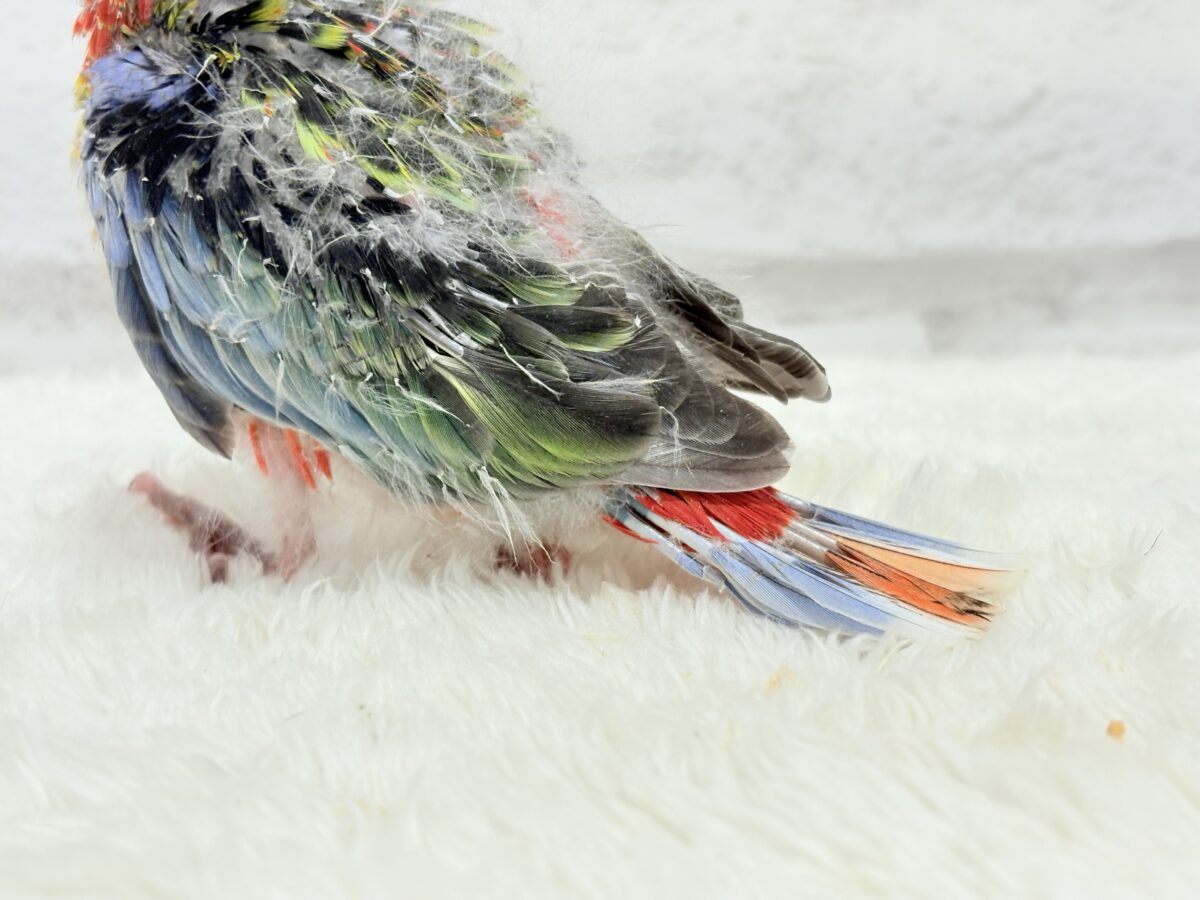 ナナクサインコ（七草インコ）