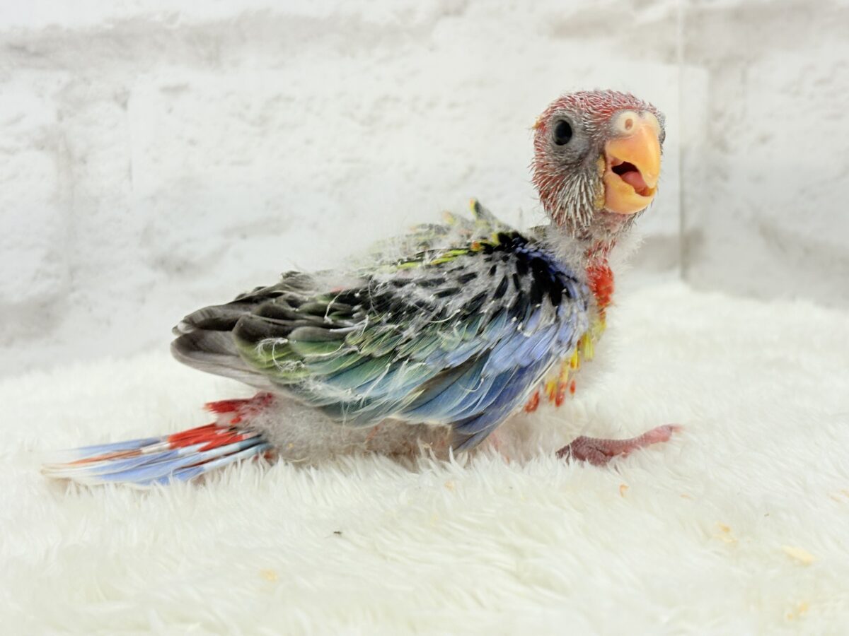 ナナクサインコ（七草インコ）