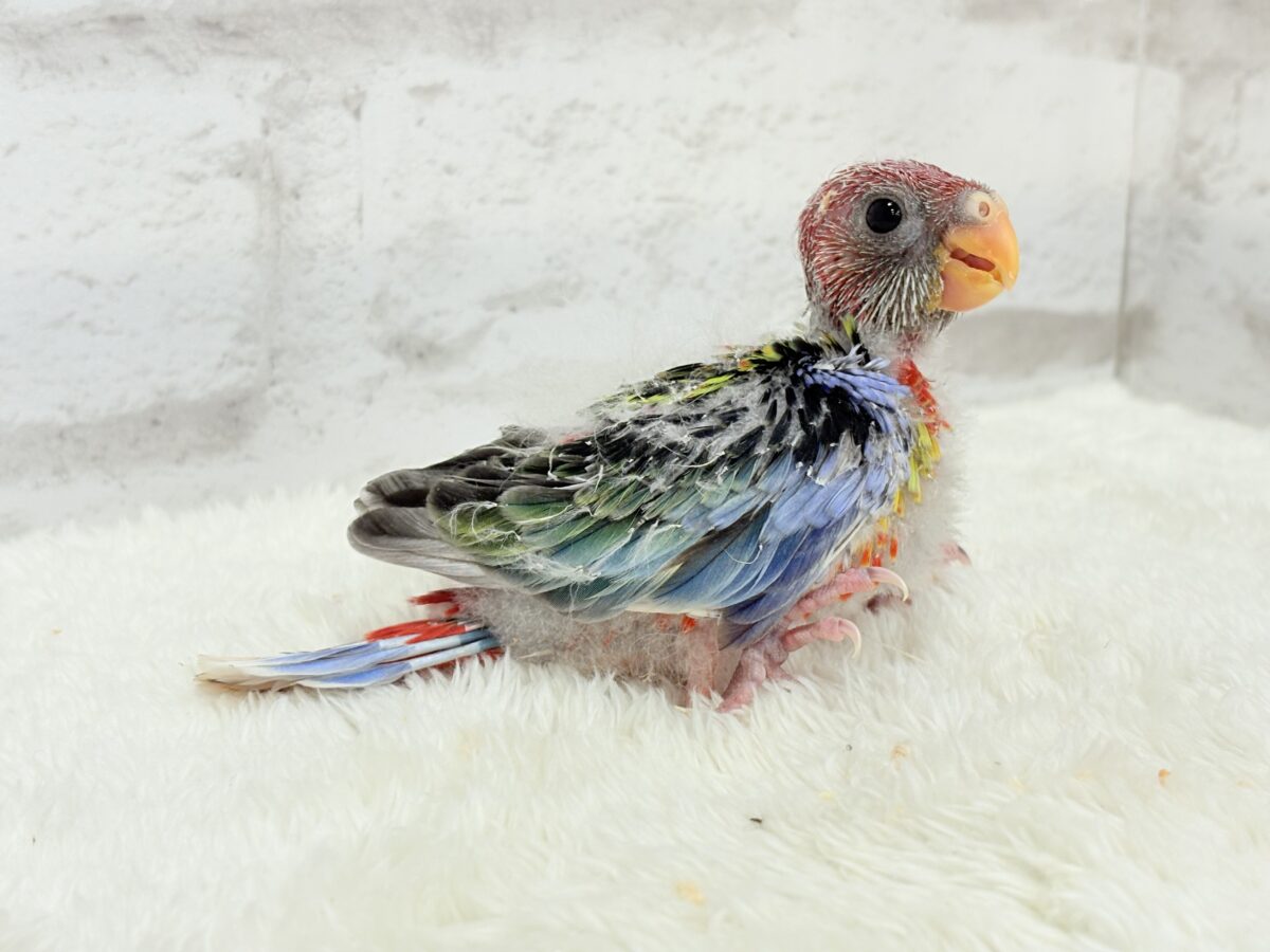 ナナクサインコ（七草インコ）