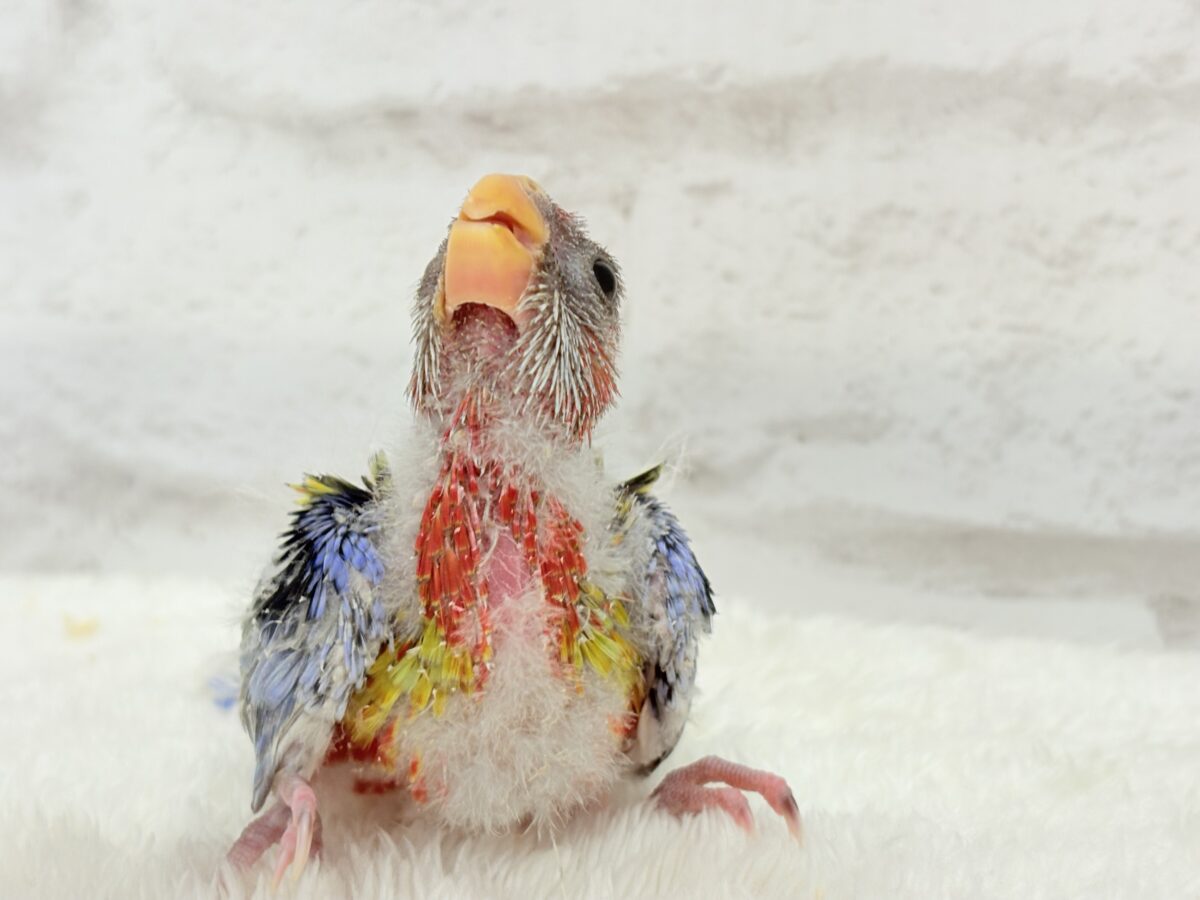 ナナクサインコ（七草インコ）