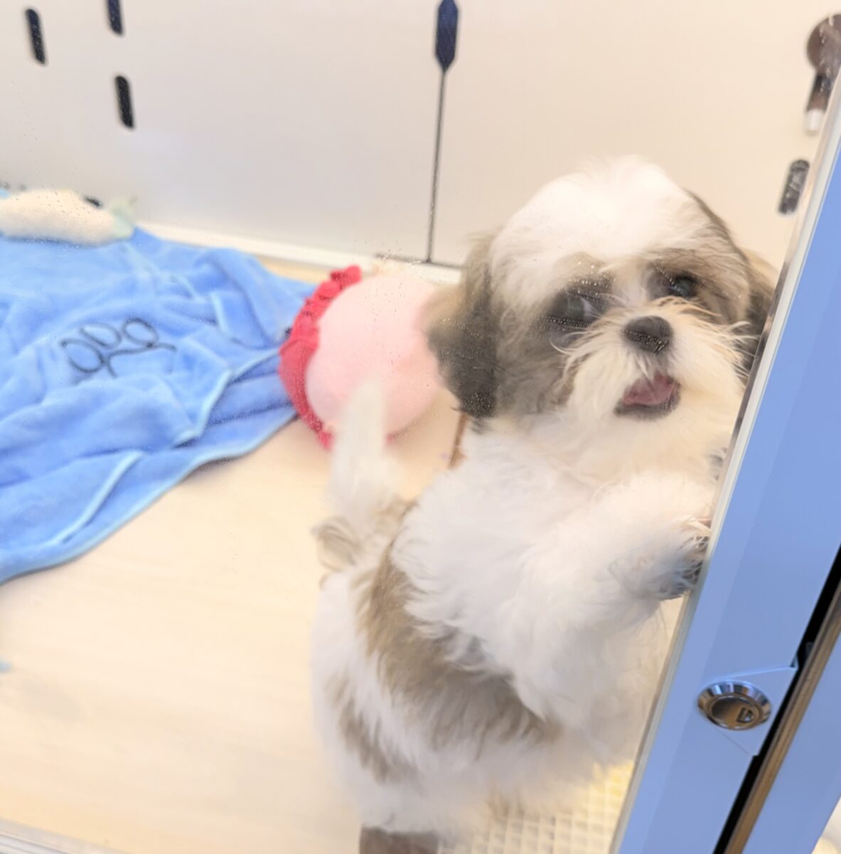 マルシーズの子犬くんが来ました✨ マルシーズ