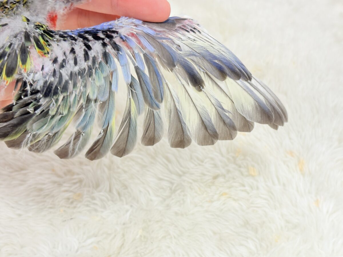 ナナクサインコ（七草インコ）