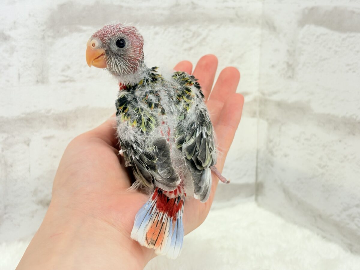 ナナクサインコ（七草インコ）