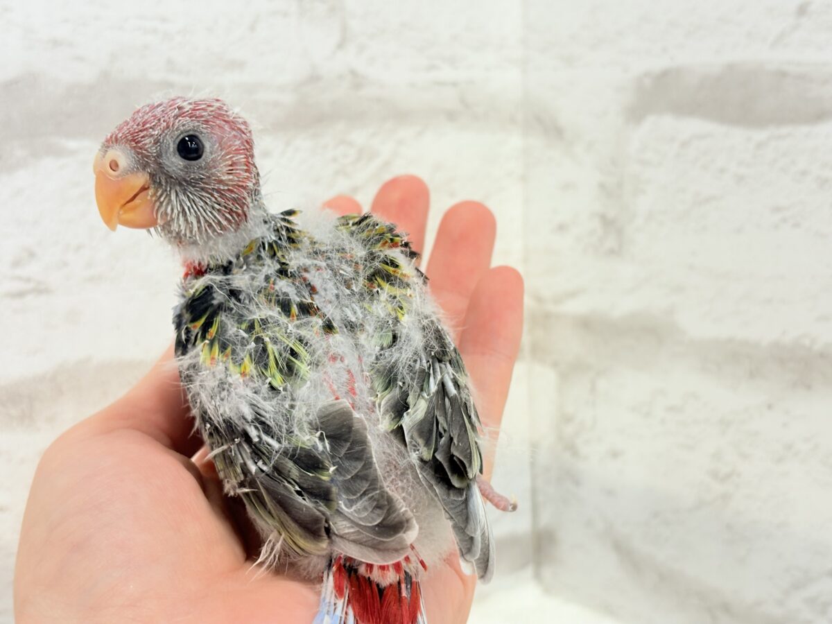 ナナクサインコ（七草インコ）
