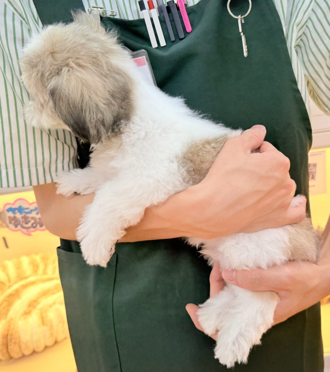 マルシーズの子犬くんが来ました✨ マルシーズ