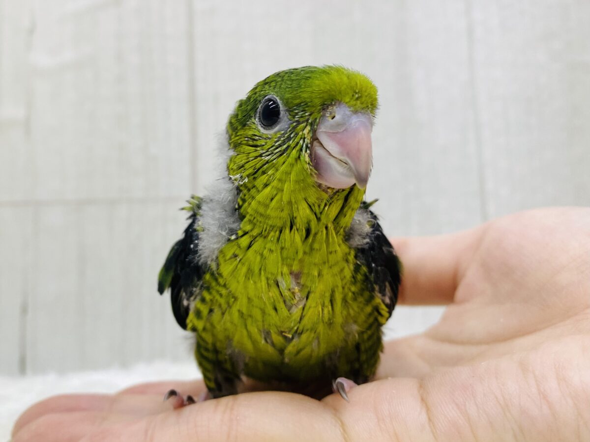 サザナミインコ