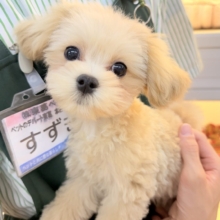 最新📷ふわふわ☁️甘えん坊くんなマルプーくん