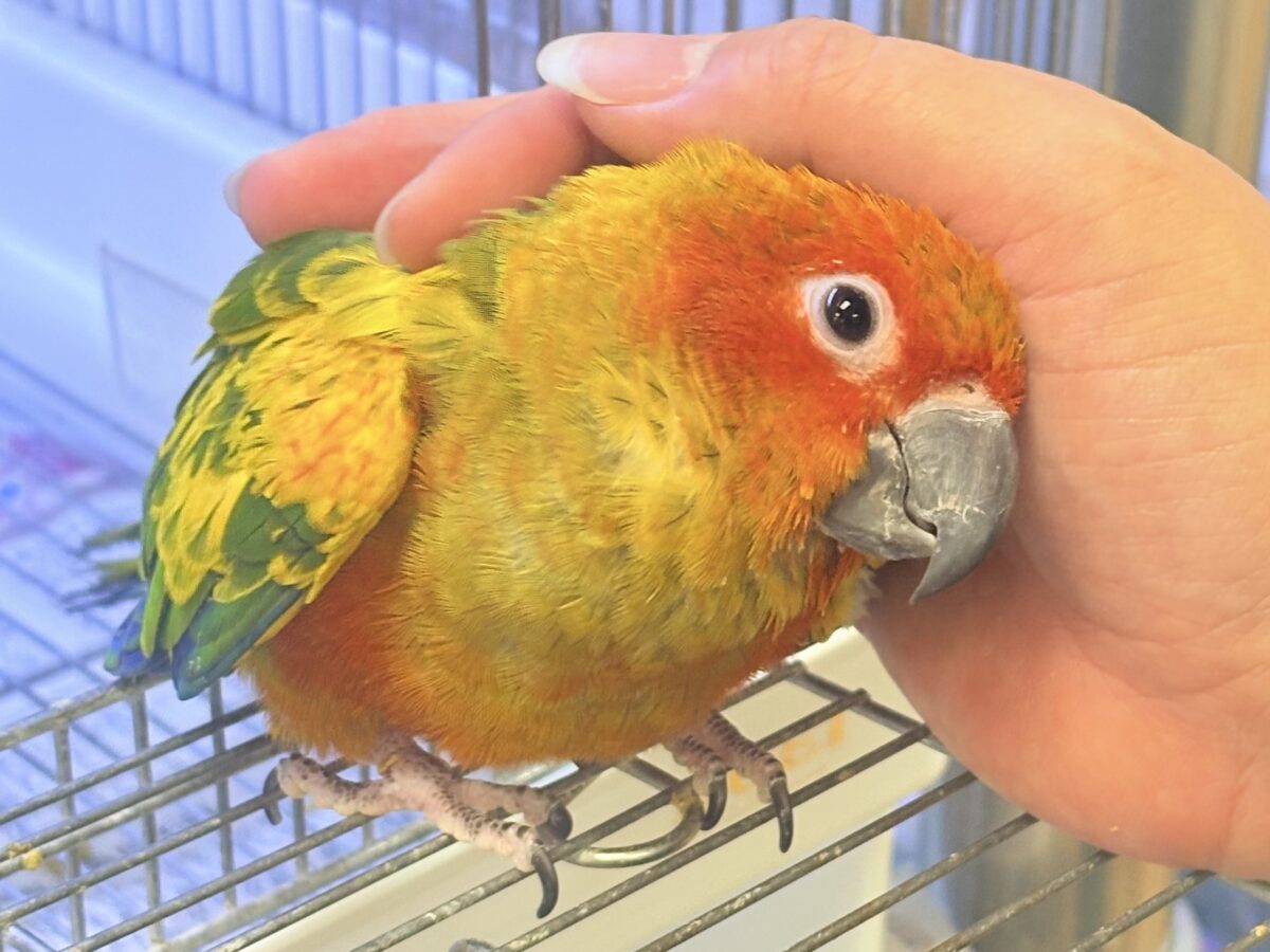 【最新画像更新🪄︎︎✨】いつでもうっ鳥❣️激甘プリティ〜バード参上🔥❤️🔥コガネメキシコインコ コガネメキシコインコ