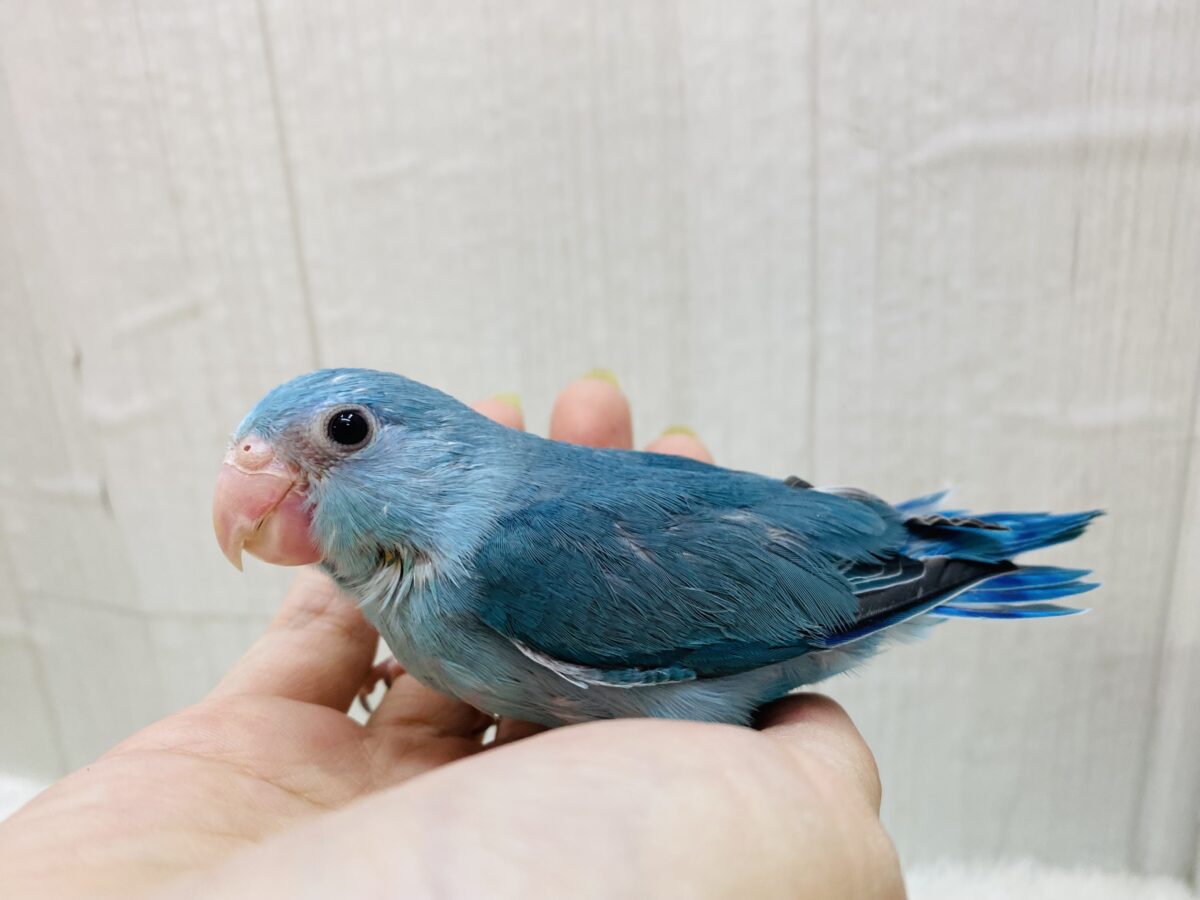 マメルリハ