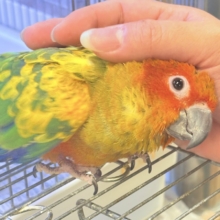【最新画像更新🪄︎︎✨】いつでもうっ鳥❣️激甘プリティ〜バード参上🔥❤️‍🔥コガネメキシコインコ