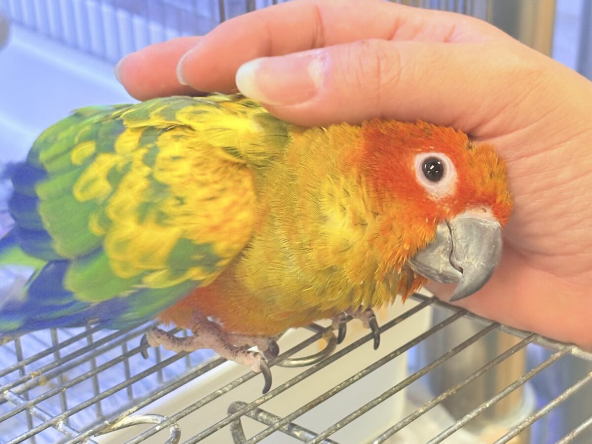【最新画像更新🪄︎︎✨】いつでもうっ鳥❣️激甘プリティ〜バード参上🔥❤️🔥コガネメキシコインコ コガネメキシコインコ