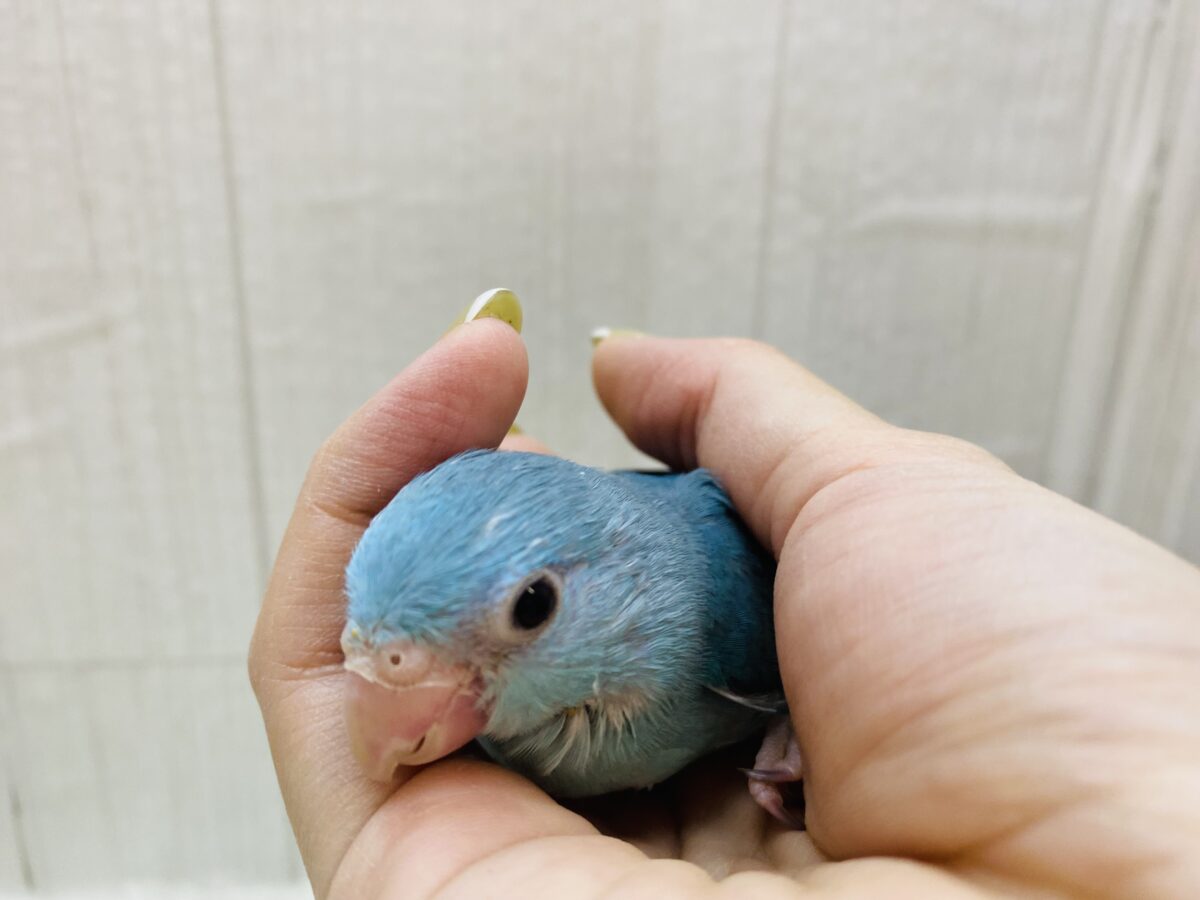 マメルリハ