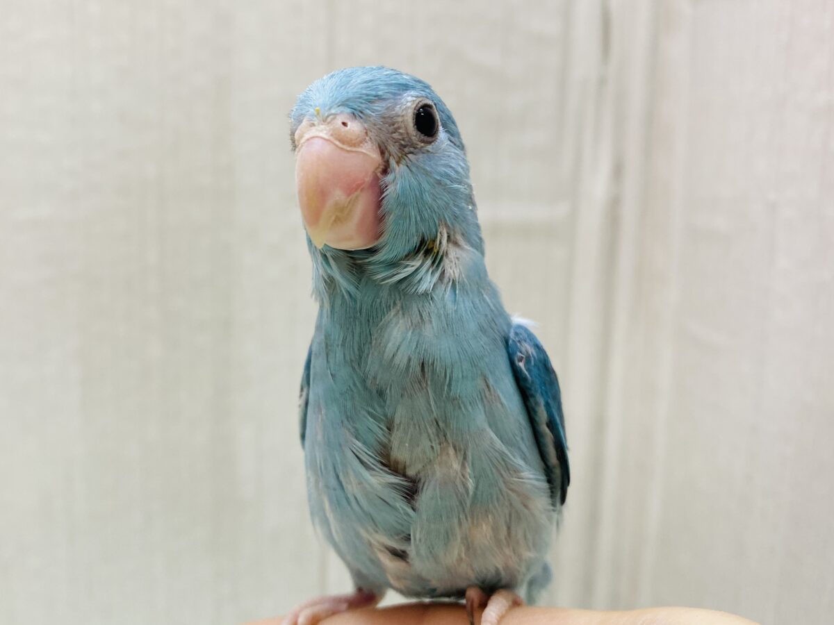 マメルリハ